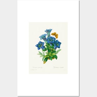 Gentiana - Botanical Illustration Posters and Art